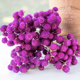 QIS Purple, Gomphrena Seeds